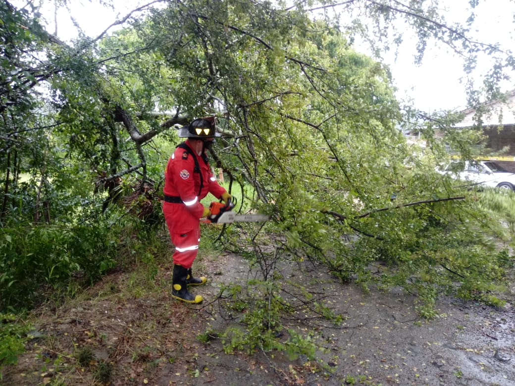 caída de árbol, junio 14 de 2020