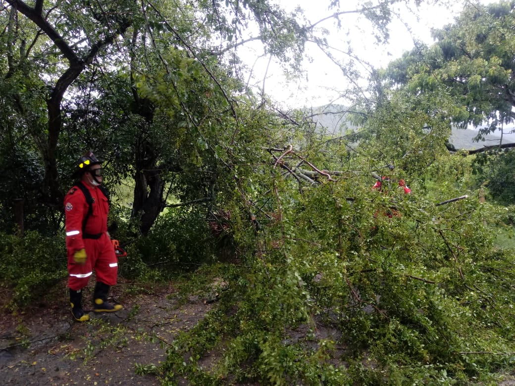 caída de árbol, junio 14 de 2020