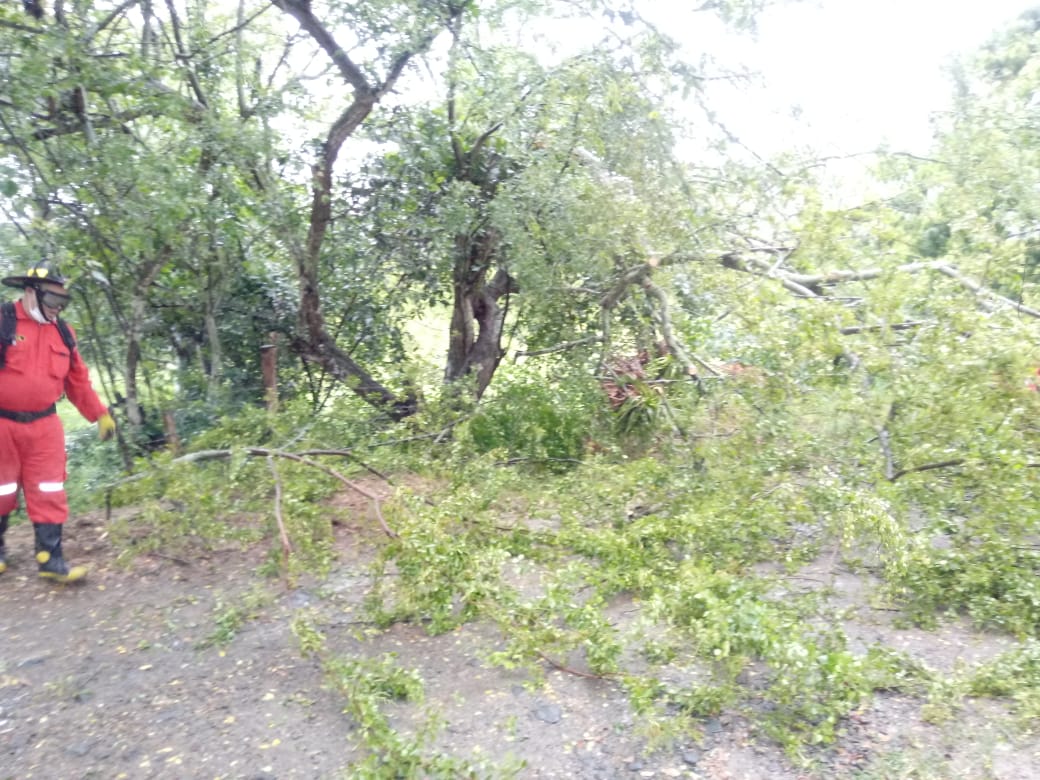 caída de árbol, junio 14 de 2020