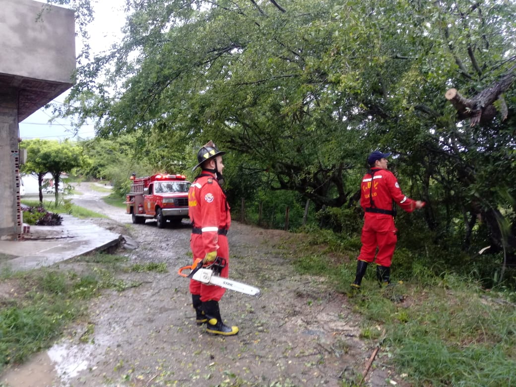 caída de árbol, junio 14 de 2020
