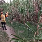 Incendio de Pastizal, Barrio El Samán, Roldanillo Valle