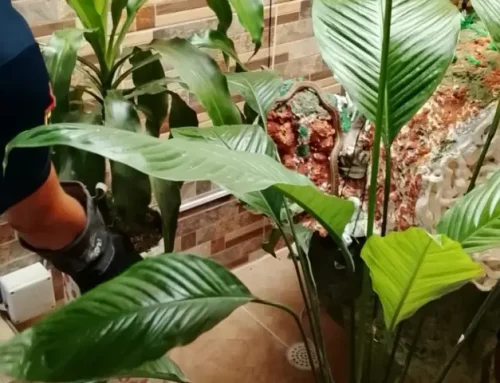 Rescate animal 13 de marzo de 2026 Roldanillo Valle