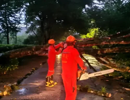 caída de un árbol sobre la Avenida Santander salidad del Municipio de Roldanillo a Bolívar Valle