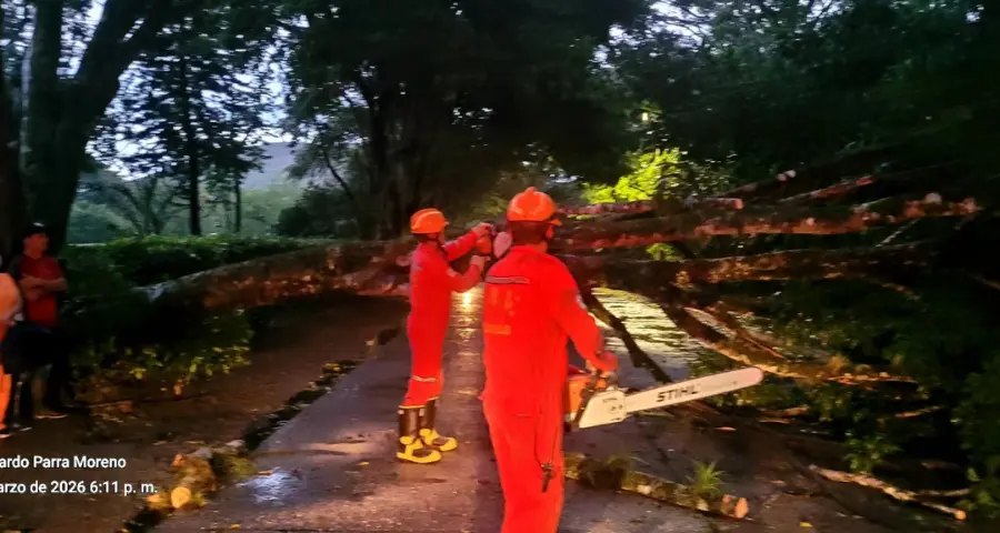 caída de árbol marzo 24 de 2026 Roldanillo Valle