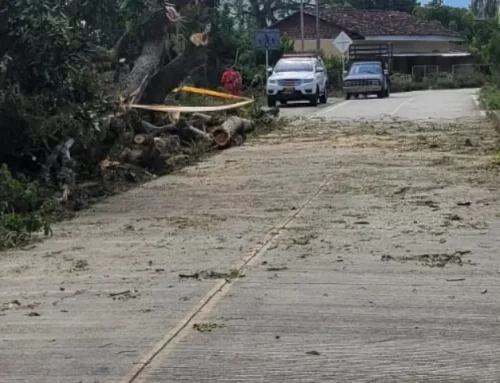 cayo un árbol sobre la vía pública del Corregimiento del Palmar Municipio Roldanillo Valle del Cauca