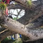 caída de árbol, corregimiento el Palmar Roldanillo Valle