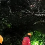 caída de árbol marzo 24 de 2026 Roldanillo Valle