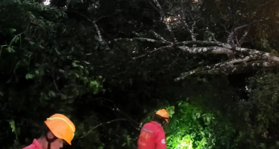 caída de árbol marzo 24 de 2026 Roldanillo Valle