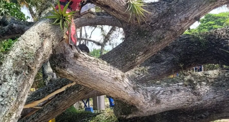caída de árbol, corregimiento el Palmar Roldanillo Valle