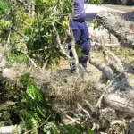 caída de árbol, corregimiento el Palmar Roldanillo Valle