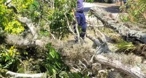 caída de árbol, corregimiento el Palmar Roldanillo Valle