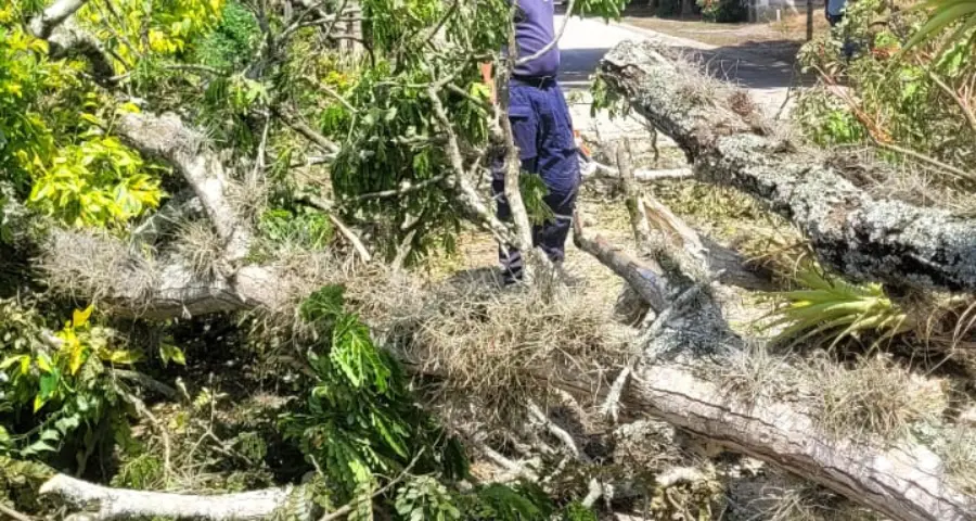 caída de árbol, corregimiento el Palmar Roldanillo Valle