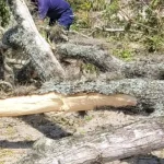 caída de árbol, corregimiento el Palmar Roldanillo Valle