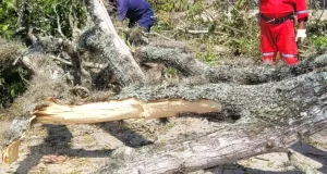 caída de árbol, corregimiento el Palmar Roldanillo Valle